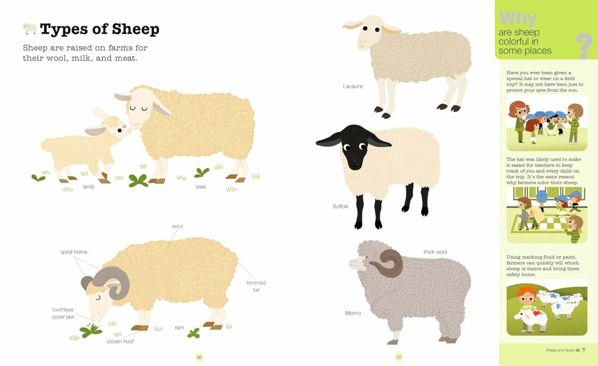 Do You Know? Farm sheep page