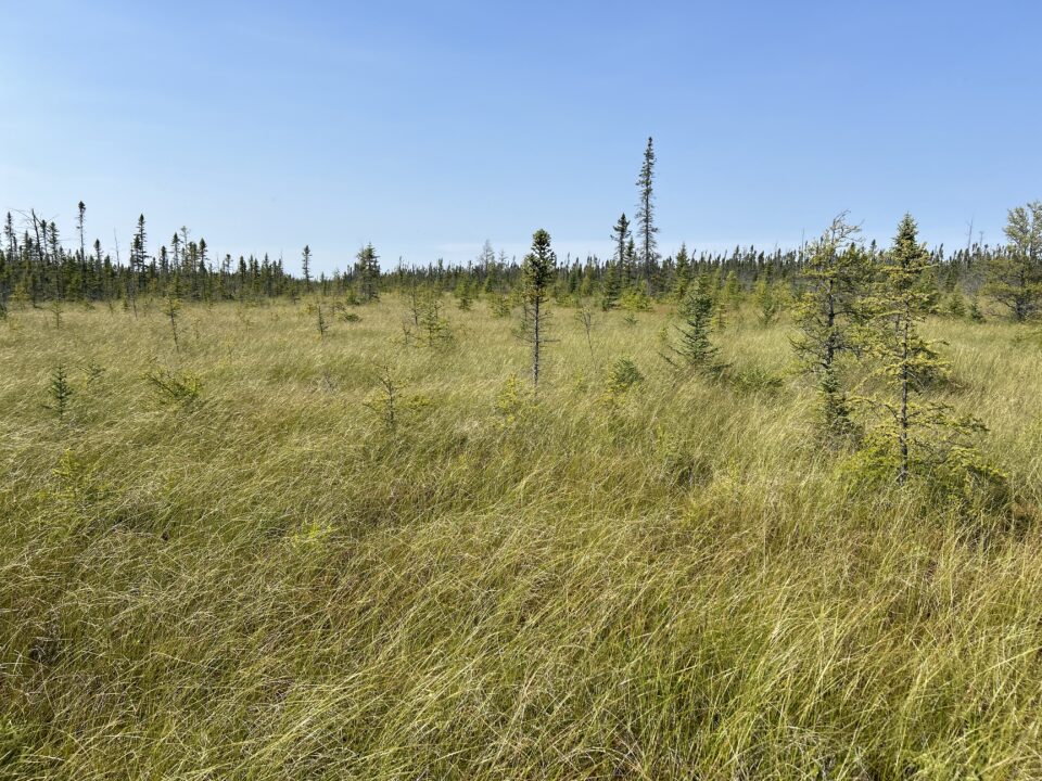 Big Bog State Park