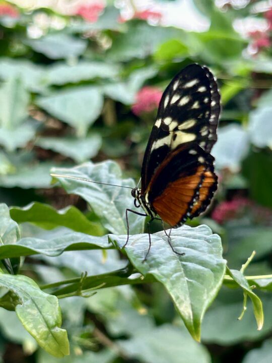 butterfly on a leaf